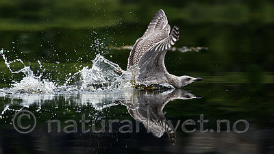 KA_160816_208 / Larus argentatus / Gråmåke