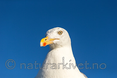 KA_160816_273 / Larus argentatus / Gråmåke