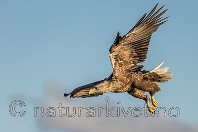 KA_160816_299 / Haliaeetus albicilla / Havørn
