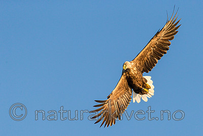 KA_160816_373 / Haliaeetus albicilla / Havørn