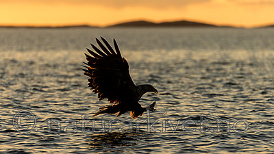KA_160816_422 / Haliaeetus albicilla / Havørn