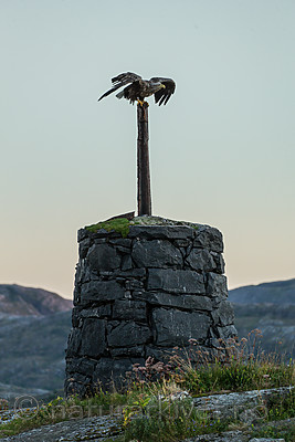 KA_160816_468 / Haliaeetus albicilla / Havørn