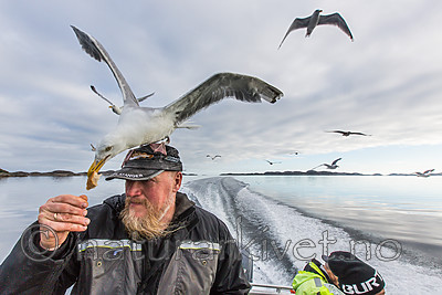 KA_160816_73 / Larus argentatus / Gråmåke