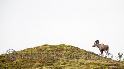 KA_160816_89 / Alces alces / Elg