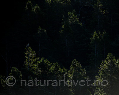 KA_160817_148 / Haliaeetus albicilla / Havørn