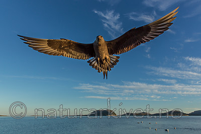 KA_160817_3 / Stercorarius parasiticus / Tyvjo