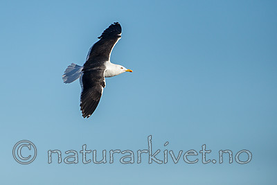 KA_160817_38 / Larus fuscus / Sildemåke <br /> Larus fuscus fuscus