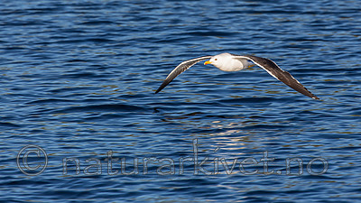 KA_160817_42 / Larus fuscus / Sildemåke <br /> Larus fuscus fuscus