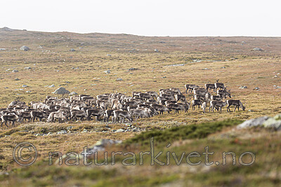 KA_160918_206 / Rangifer tarandus / Rein