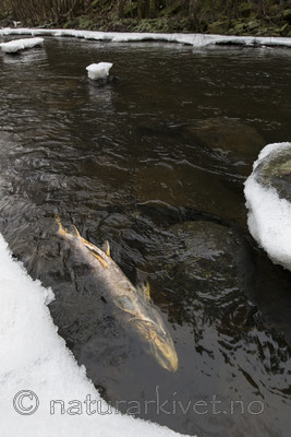 KA_161217_13 / Salmo trutta / ørret