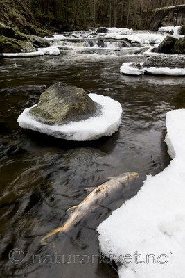 KA_161217_16 / Salmo trutta / ørret