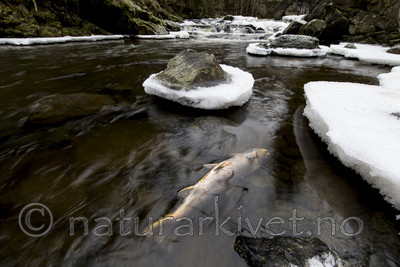 KA_161217_21 / Salmo trutta / ørret