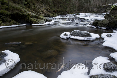 KA_161217_4 / Salmo trutta / ørret