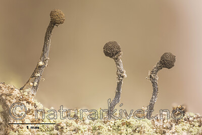 KA_170202_sphaerocephala_orig_mm / Chaenotheca sphaerocephala / Rundhodenål