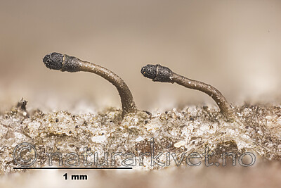 KA_170203_adaequatum_mm / Calicium adaequatum / Orenål