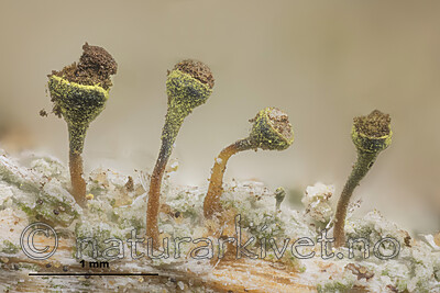 KA_170203_phaeocephala_mm / Chaenotheca phaeocephala / Stautnål