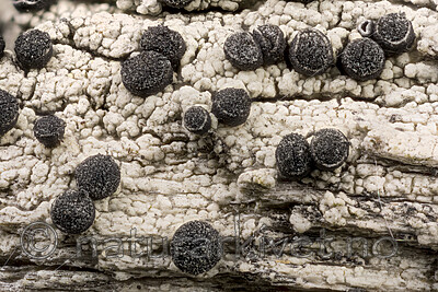 KA_170208_inquinans / Cyphelium inquinans / Gråsotbeger