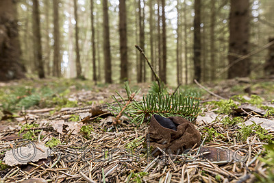 KA_170420_34 / Sarcosoma globosum / Svartgubbe