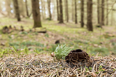 KA_170420_36 / Sarcosoma globosum / Svartgubbe