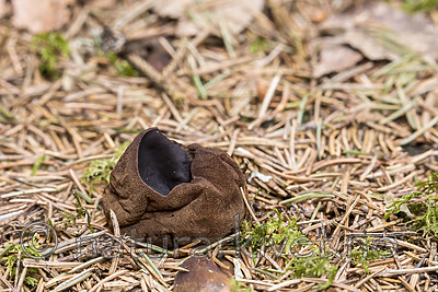 KA_170420_39 / Sarcosoma globosum / Svartgubbe