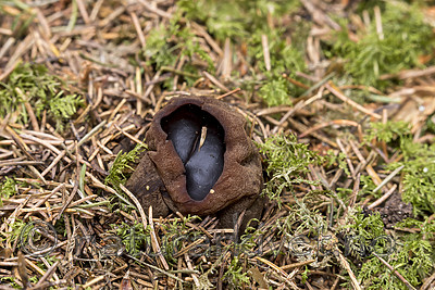 KA_170420_40 / Sarcosoma globosum / Svartgubbe