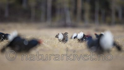 KA_170423_121 / Tetrao tetrix / Orrfugl