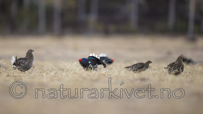 KA_170423_123 / Tetrao tetrix / Orrfugl