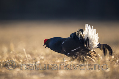 KA_170423_151 / Tetrao tetrix / Orrfugl