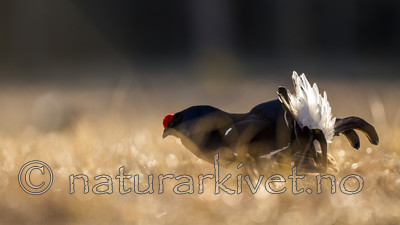 KA_170423_168 / Tetrao tetrix / Orrfugl