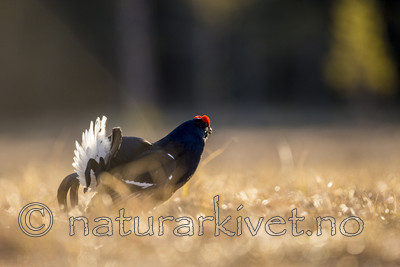 KA_170423_169 / Tetrao tetrix / Orrfugl