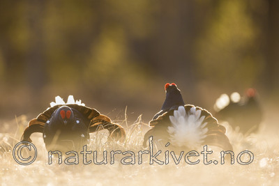 KA_170423_174 / Tetrao tetrix / Orrfugl