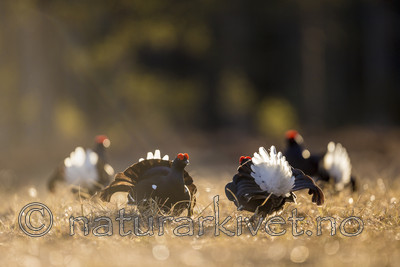 KA_170423_187 / Tetrao tetrix / Orrfugl