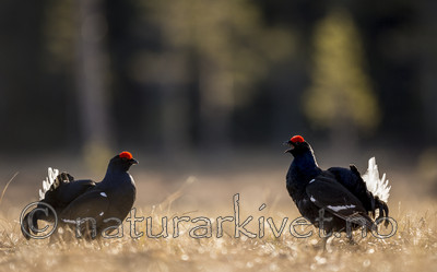 KA_170423_234 / Tetrao tetrix / Orrfugl