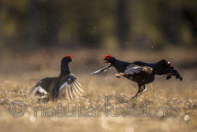 KA_170423_244 / Tetrao tetrix / Orrfugl