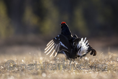 KA_170423_250 / Tetrao tetrix / Orrfugl