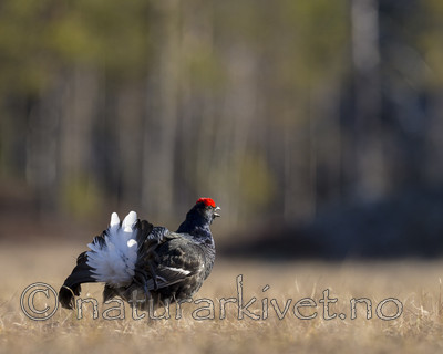 KA_170423_256 / Tetrao tetrix / Orrfugl