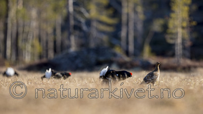 KA_170423_265 / Tetrao tetrix / Orrfugl