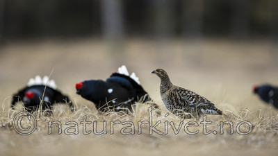 KA_170423_46 / Tetrao tetrix / Orrfugl