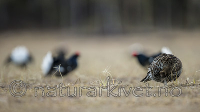 KA_170423_63 / Tetrao tetrix / Orrfugl