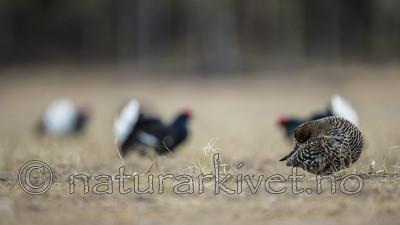 KA_170423_66 / Tetrao tetrix / Orrfugl