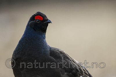 KA_170423_72 / Tetrao tetrix / Orrfugl