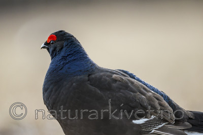 KA_170423_73 / Tetrao tetrix / Orrfugl