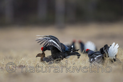 KA_170423_81 / Tetrao tetrix / Orrfugl