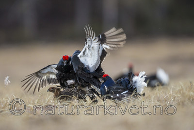 KA_170423_96 / Tetrao tetrix / Orrfugl