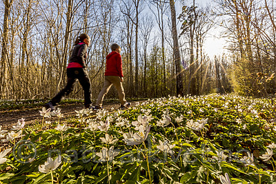 KA_170501_3 / Anemone nemorosa / Hvitveis