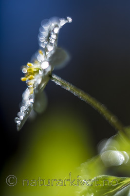 KA_170506_16 / Anemone nemorosa / Hvitveis