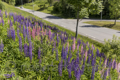 KA_170615_10 / Lupinus polyphyllus / Hagelupin