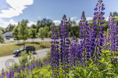 KA_170615_5 / Lupinus polyphyllus / Hagelupin