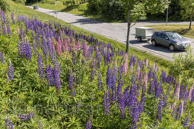 KA_170615_9 / Lupinus polyphyllus / Hagelupin
