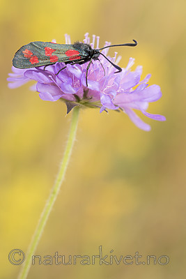 KA_170724_54 / Knautia arvensis / Rødknapp <br /> Zygaena filipendulae / Seksflekket bloddråpesvermer